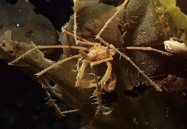 Macropodia rostrata - Crabs, Lobsters, Shrimps & Prawns etc (Crustacea)