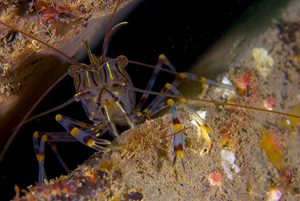 Palaemon serratus - Crabs, Lobsters, Shrimps & Prawns etc (Crustacea)