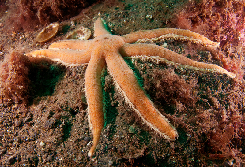 Luidia ciliaris - Starfish (Echinodermata)