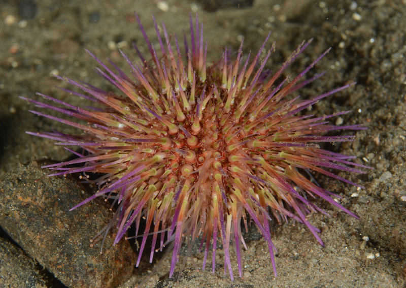 Psammechinus miliaris - Sea Urchins (Echinodermata)