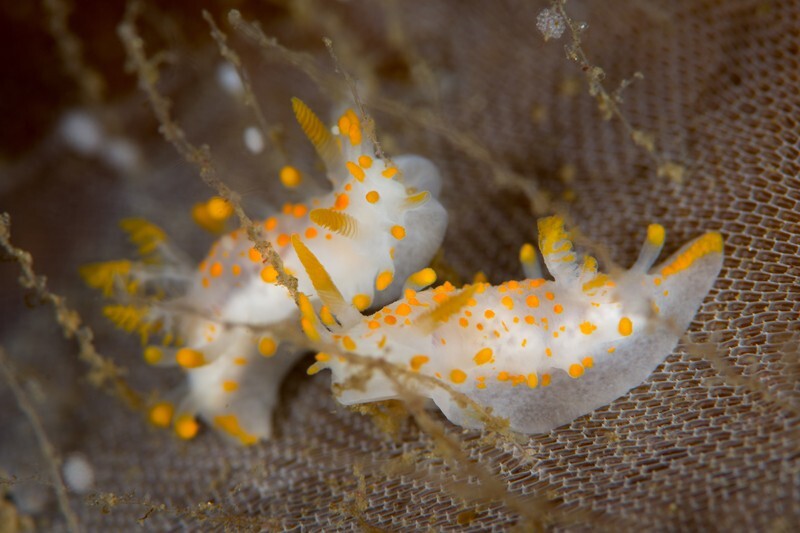 Limacia clavigera - Sea Slugs & Sea Hares (Nudibranchs etc)