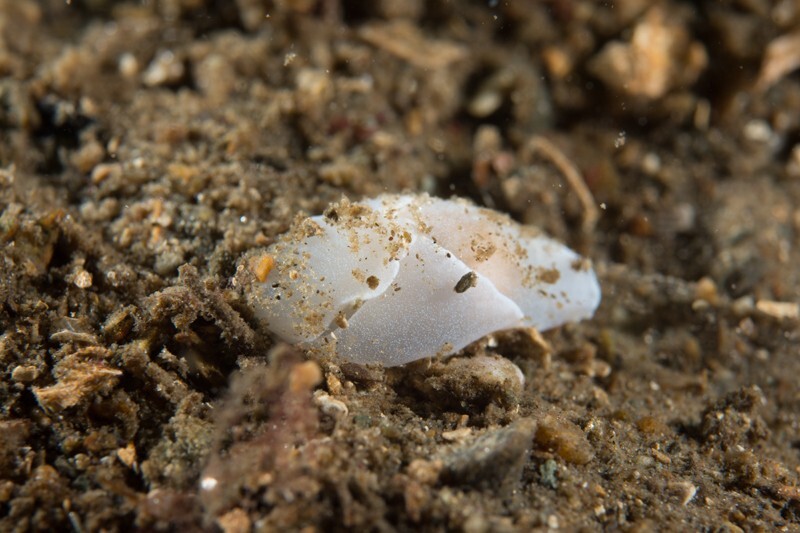 Laona ventricosa - Sea Slugs & Sea Hares (Nudibranchs etc)