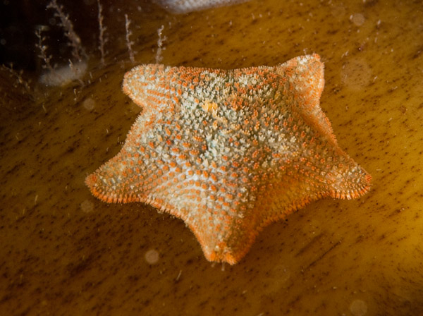 Asterina gibbosa - Starfish (Echinodermata)