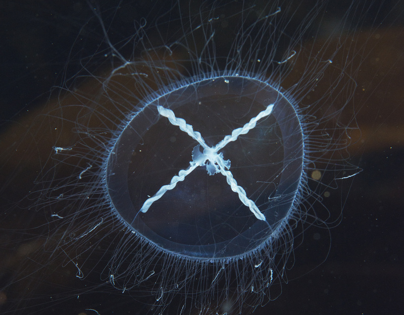 Mitrocoma cellularia or Staurophora mertensii  TBC - Jellyfish and 'jelly-like' animals