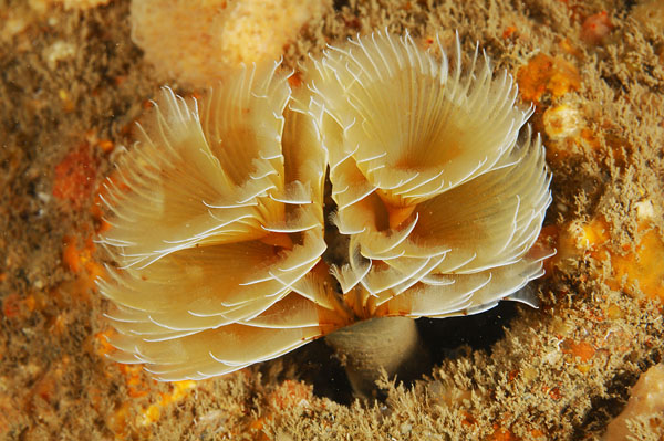 Bispira volutacornis - Worms (from various groups)