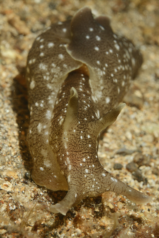 Aplysia punctata - Sea Slugs & Sea Hares (Nudibranchs etc)