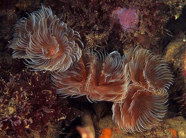 Bispira volutacornis - Worms (from various groups)