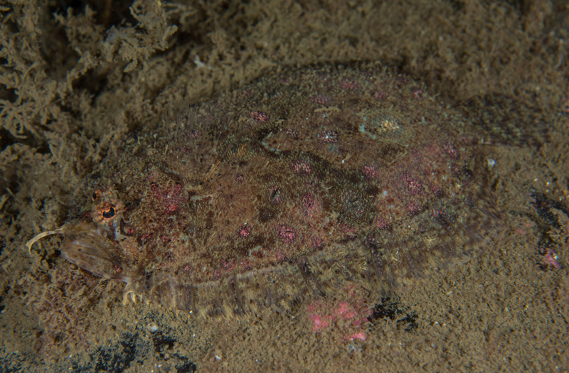 Zeugopterus regius - Fishes – bony and cartilagous (Pisces)