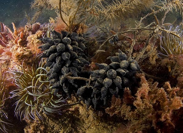 Sepia officinalis eggs - Octopus, Squid & Cuttlefish (Cephalopoda)