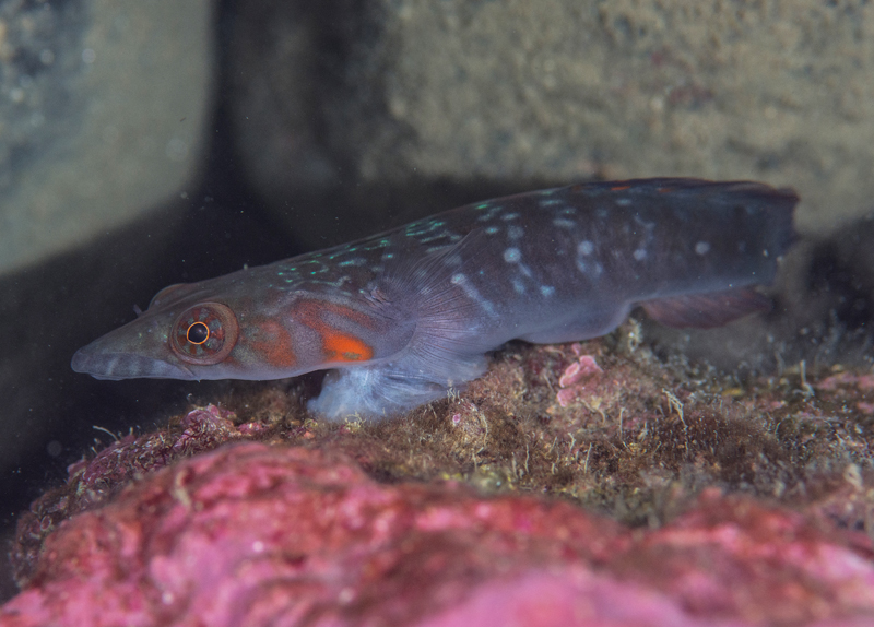 Lepadogaster candollei - Fishes – bony and cartilagous (Pisces)