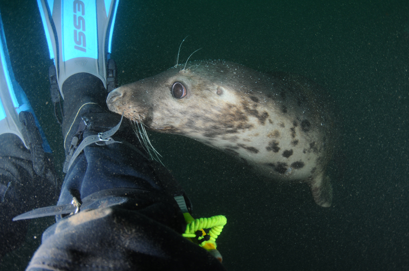 Grey Seal - Halichoerus grypus - Grey Seals