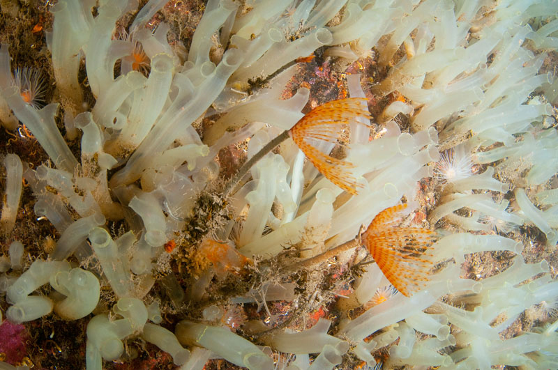 Scottish sea loch - Habitat Scenes