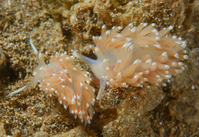 Facelina bostoniensis - Sea Slugs & Sea Hares (Nudibranchs etc)