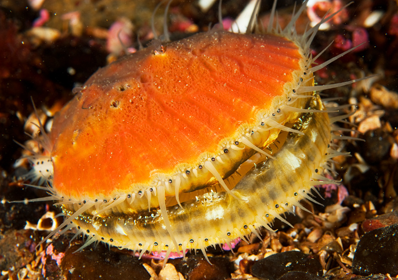 Aequipecten opercularis - Sea Snails, Bivalves & Lamp Shells (Mollusca etc)