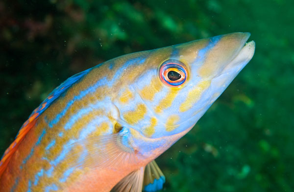 Labrus mixtus - Fishes – bony and cartilagous (Pisces)