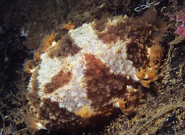 Tritonia hombergii - Sea Slugs & Sea Hares (Nudibranchs etc)