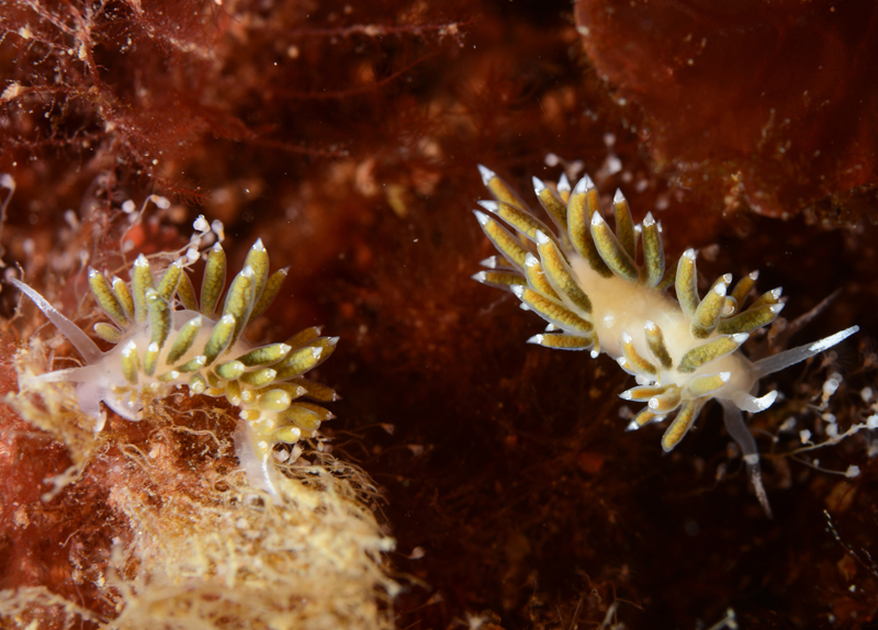 Microchlamylla gracilis var. smaragdina - Sea Slugs & Sea Hares (Nudibranchs etc)