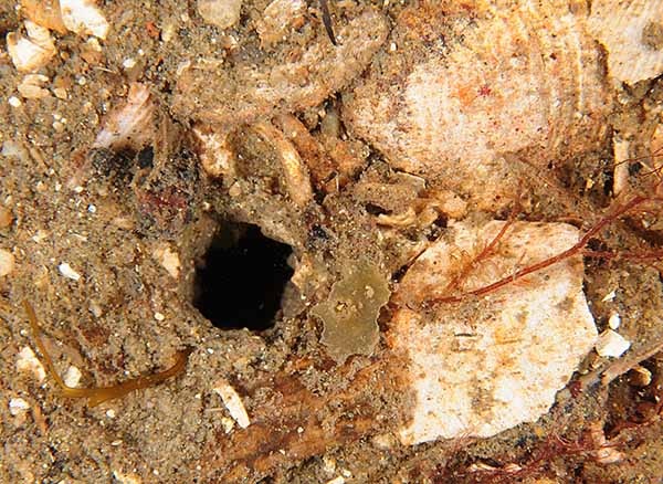 Amalosoma eddystonense (burrow) - Worms (from various groups)