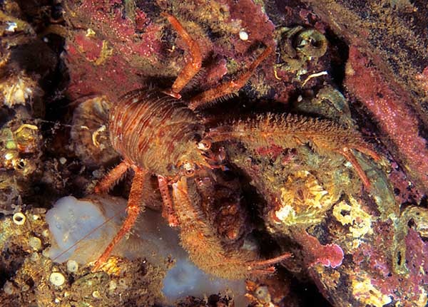 Galathea nexa - Crabs, Lobsters, Shrimps & Prawns etc (Crustacea)