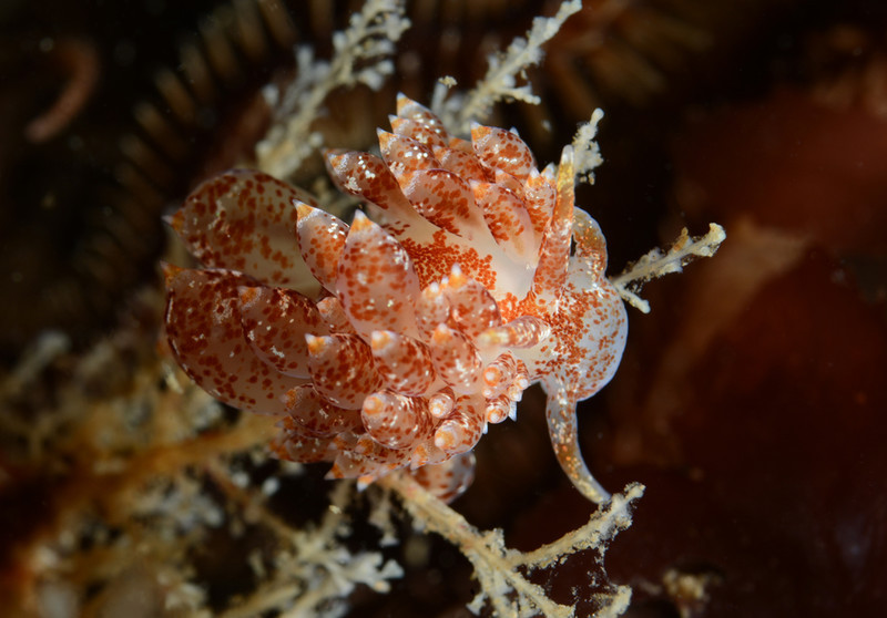 ID to be confirmed. - Sea Slugs & Sea Hares (Nudibranchs etc)