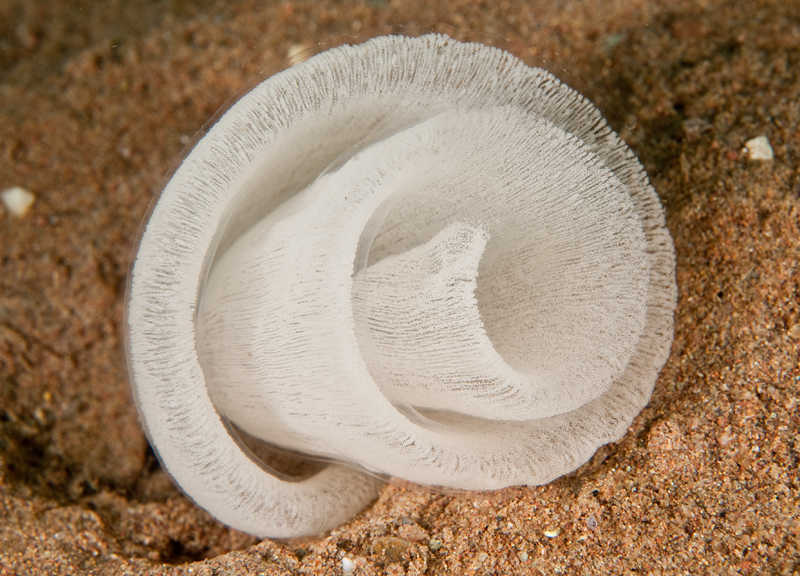 Pleurobranchus membranaceus egg mass - Sea Slugs & Sea Hares (Nudibranchs etc)