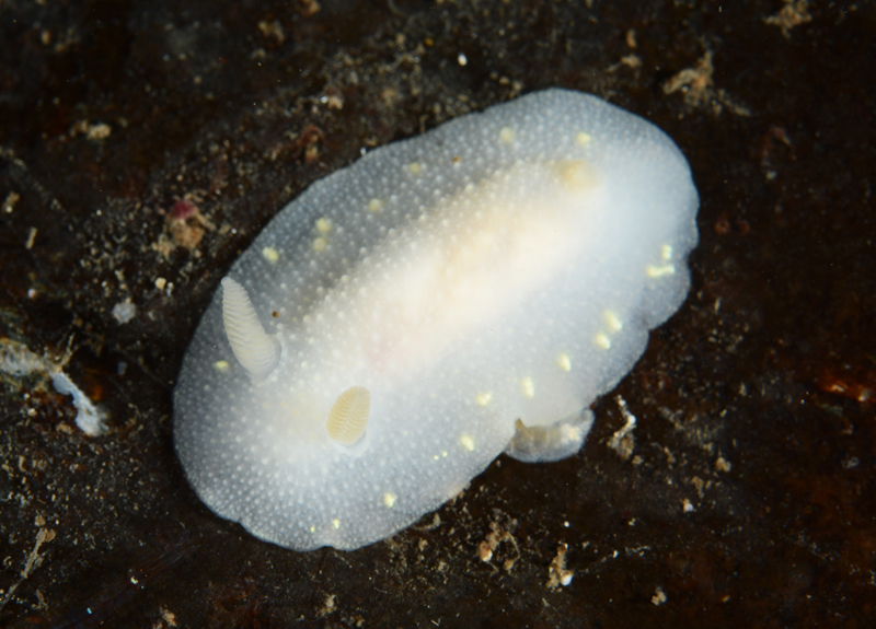 Cadlina laevis - Sea Slugs & Sea Hares (Nudibranchs etc)