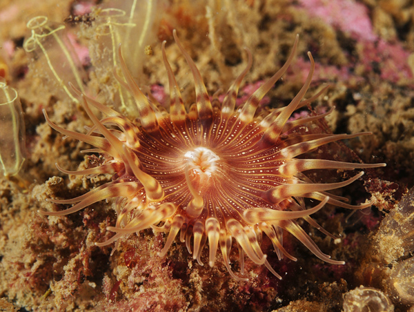 Hormathia coronata - Anemones (Anthozoa)