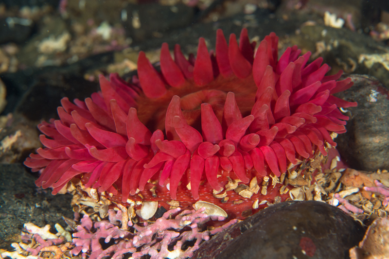 Urticina felina - Anemones (Anthozoa)