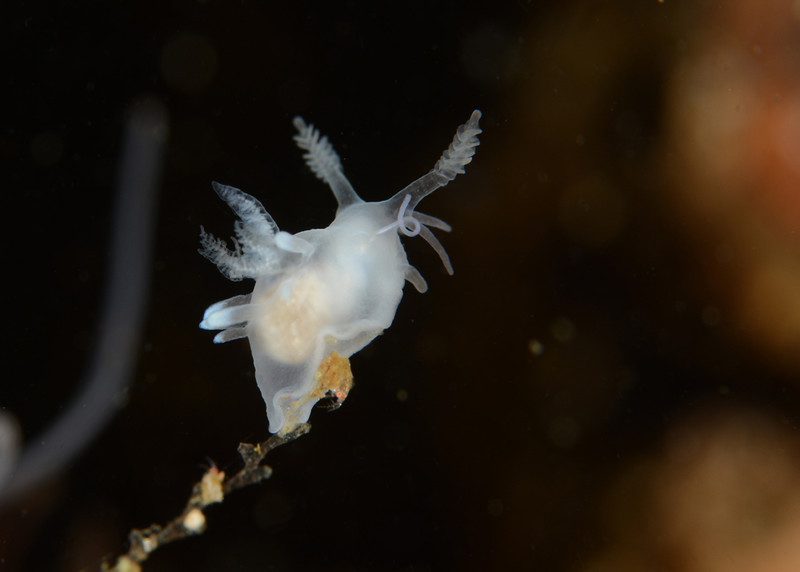 Ancula cristata - Sea Slugs & Sea Hares (Nudibranchs etc)