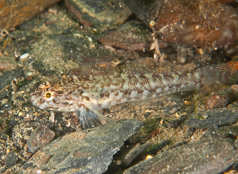 Gobius paganellus - Fishes – bony and cartilagous (Pisces)