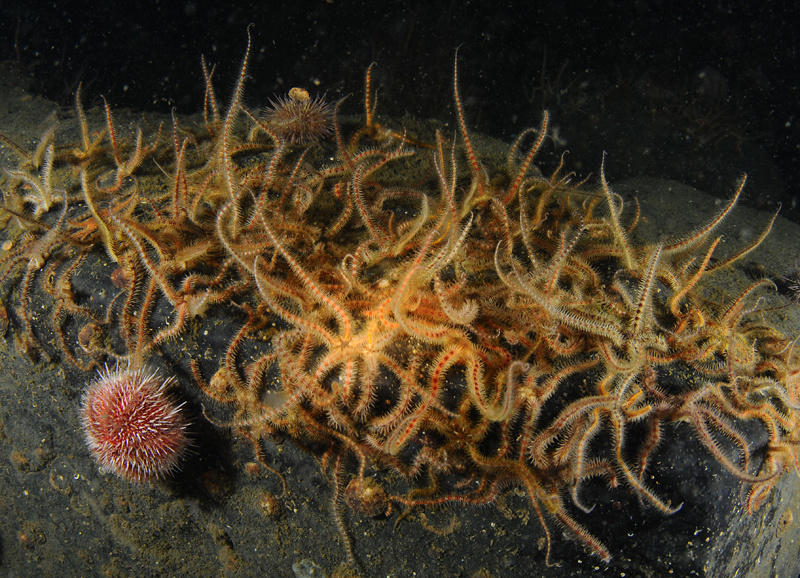 Scottish sea loch - Habitat Scenes