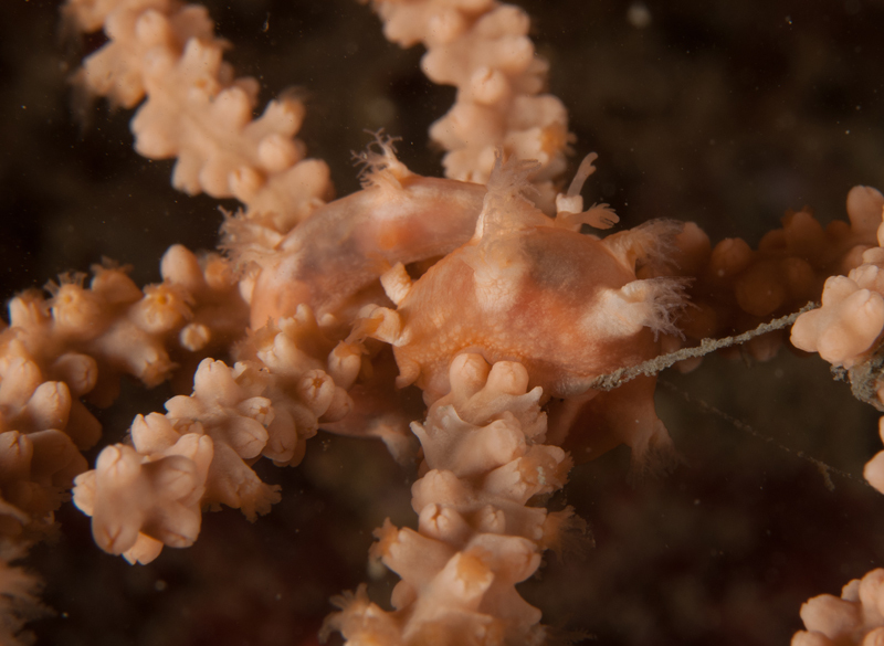 Duvaucelia odhneri (two together) - Sea Slugs & Sea Hares (Nudibranchs etc)