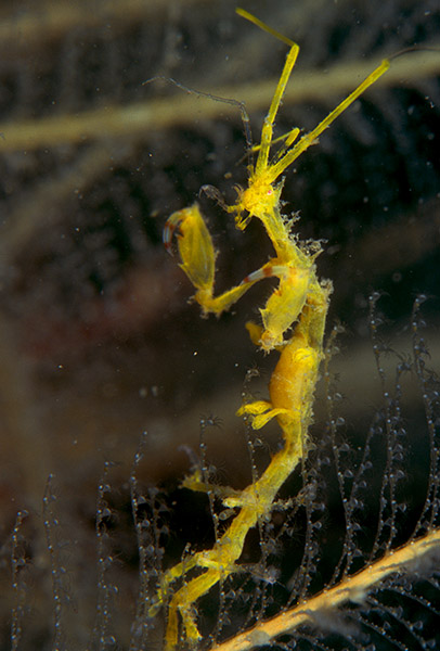 Pseudoprotella phasma - Crabs, Lobsters, Shrimps & Prawns etc (Crustacea)