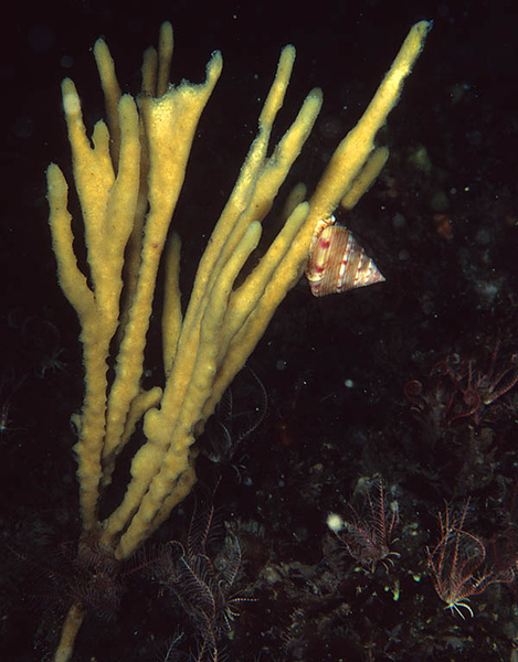 Haliclona oculata - Sponges (Porifera)