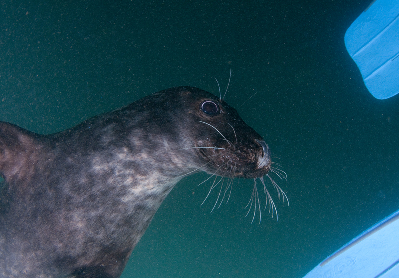 Grey Seal - Halichoerus grypus - Grey Seals