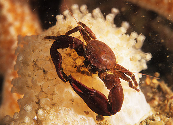 Pisidia longicornis - Crabs, Lobsters, Shrimps & Prawns etc (Crustacea)