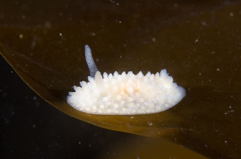 Adalaria proxima - Sea Slugs & Sea Hares (Nudibranchs etc)