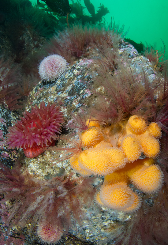 Scottish sea loch - Habitat Scenes