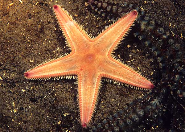 Astropecten irregularis - Starfish (Echinodermata)