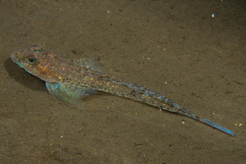Callionymus maculatus - Fishes – bony and cartilagous (Pisces)