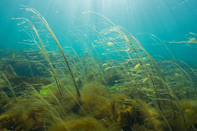 Shallow bay with variety of seaweeds - Habitat Scenes