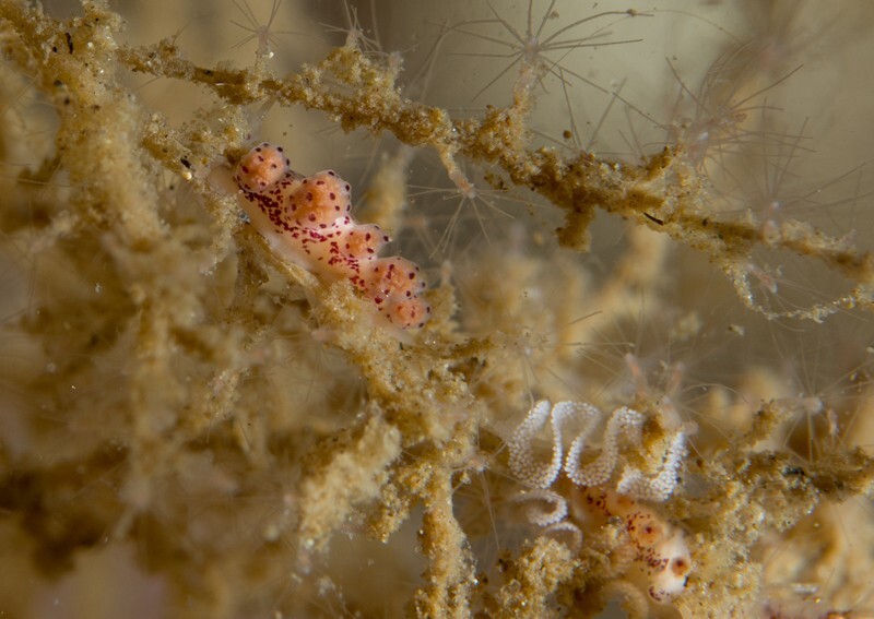 Doto sarsiae - Sea Slugs & Sea Hares (Nudibranchs etc)