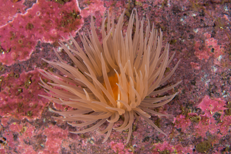 Protanthea simplex - Anemones (Anthozoa)