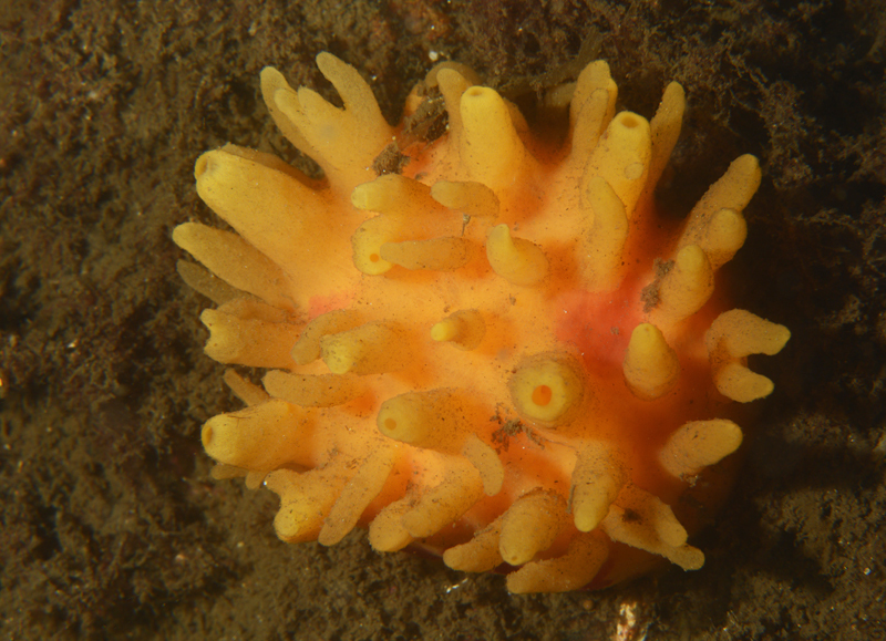 Polymastia boletiformis - Sponges (Porifera)