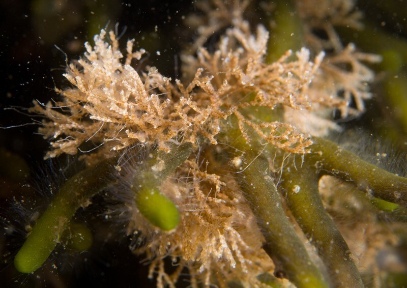 Cellaria sp - Sea Firs (Hydrozoa)