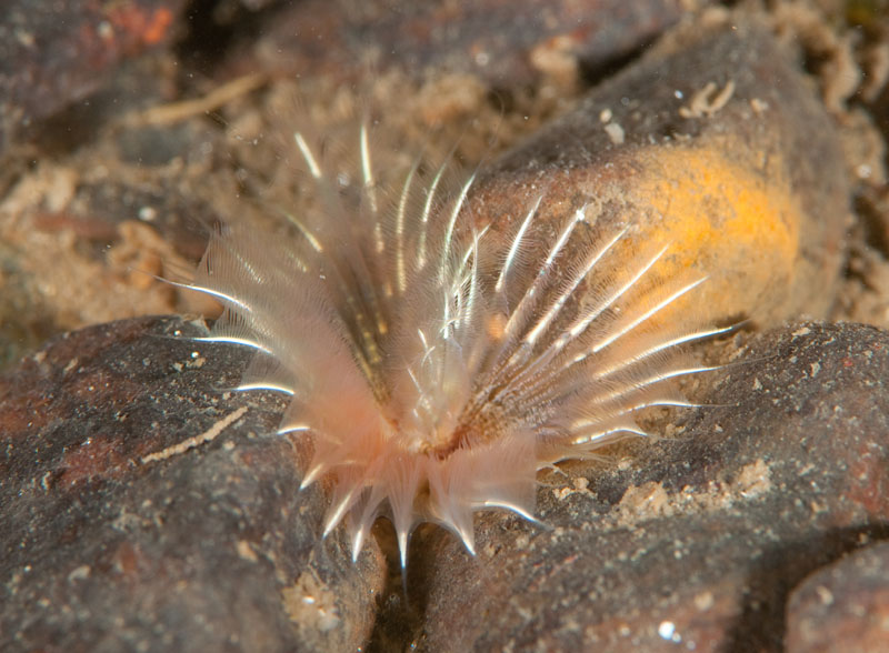 Chone infundibuliformis - Worms (from various groups)