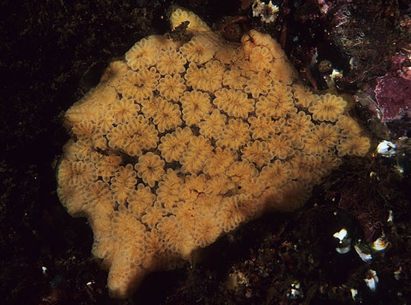 Botryllus schlosseri - Sea Squirts (Tunicata)