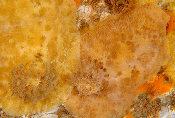 Archidoris pseudoargus - Sea Slugs & Sea Hares (Nudibranchs etc)