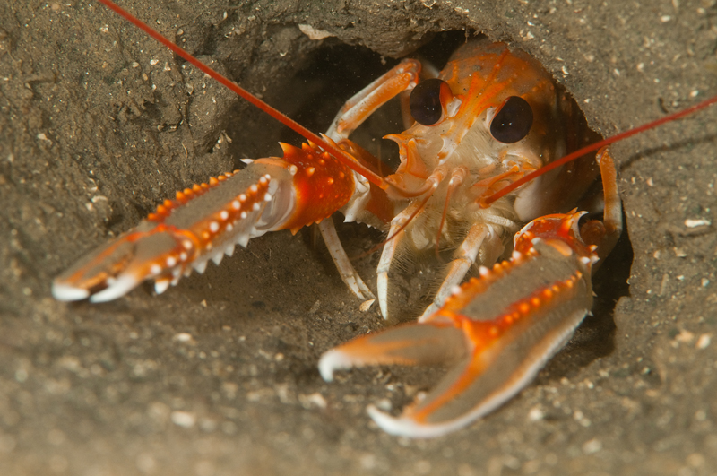 Nephrops norvegicus - Crabs, Lobsters, Shrimps & Prawns etc (Crustacea)