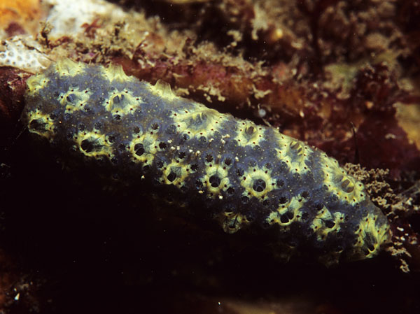 Botryllus schlosseri - Sea Squirts (Tunicata)